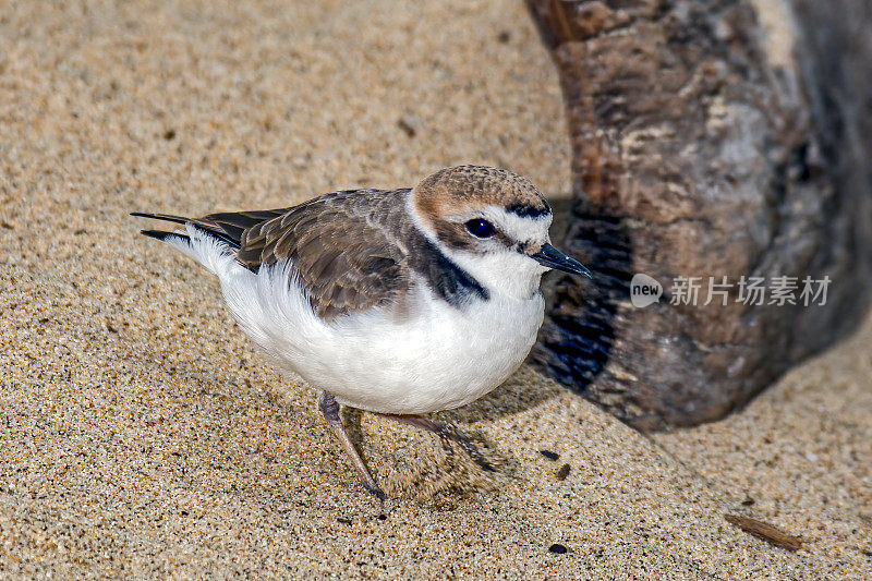 雪鸻，Charadrius nivosus，蒙特利，加利福尼亚;鸻形目;鸻科。在海滩上。